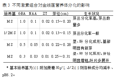 金线莲组织培养离不开超净工作台